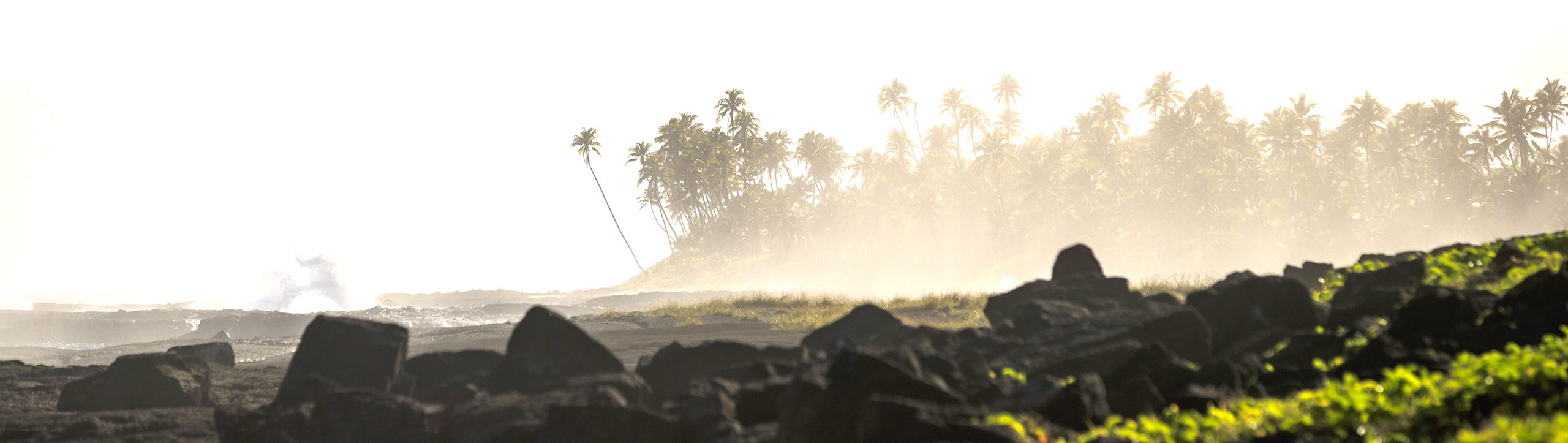 The coastline of Samoa, with rocks in the foreground and group of palm trees in the distance.