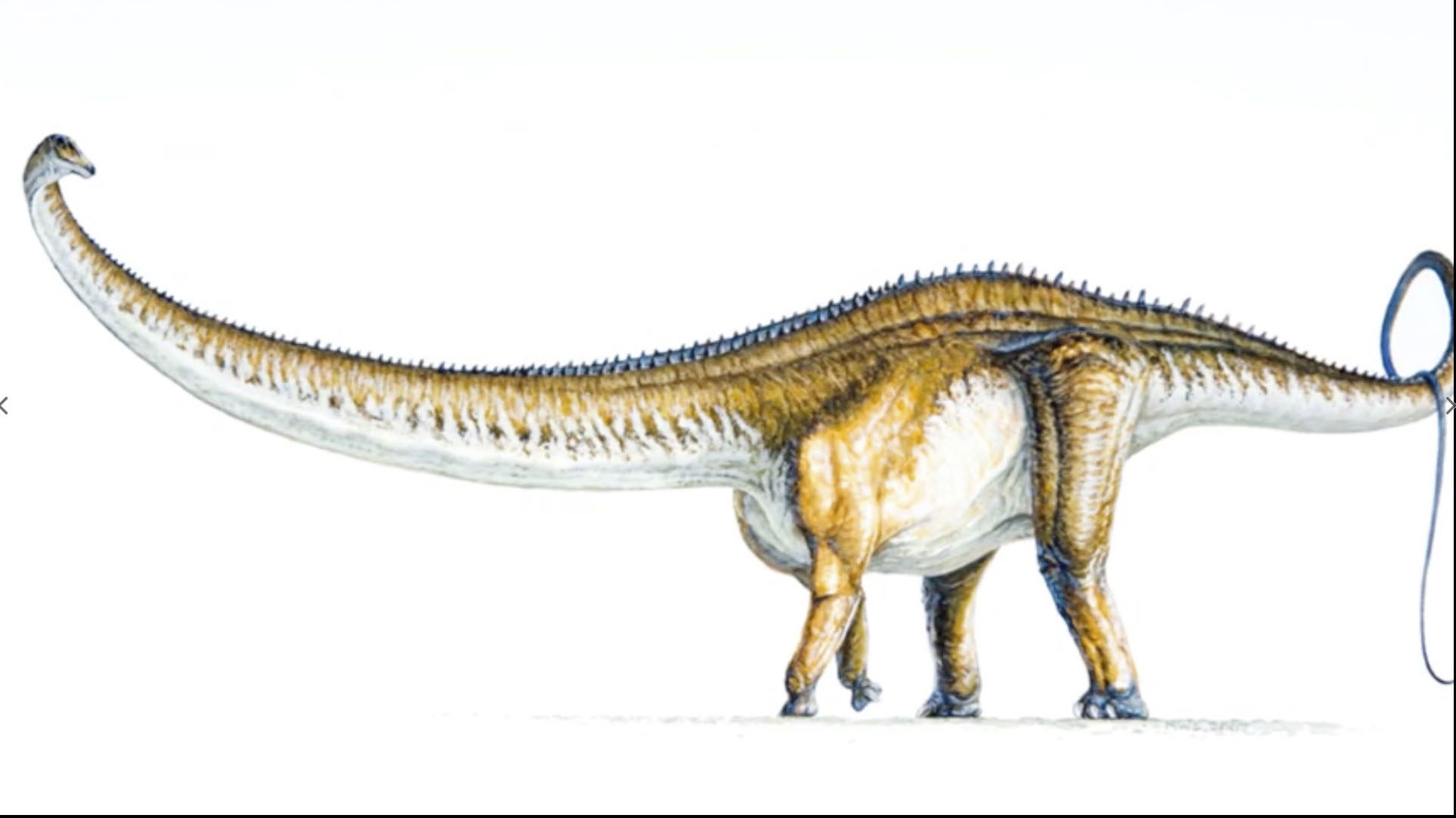 An illustration of a sauropod
