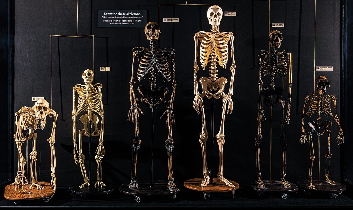 A row of skeletons that depict evolution standing on pedestals with labels.
