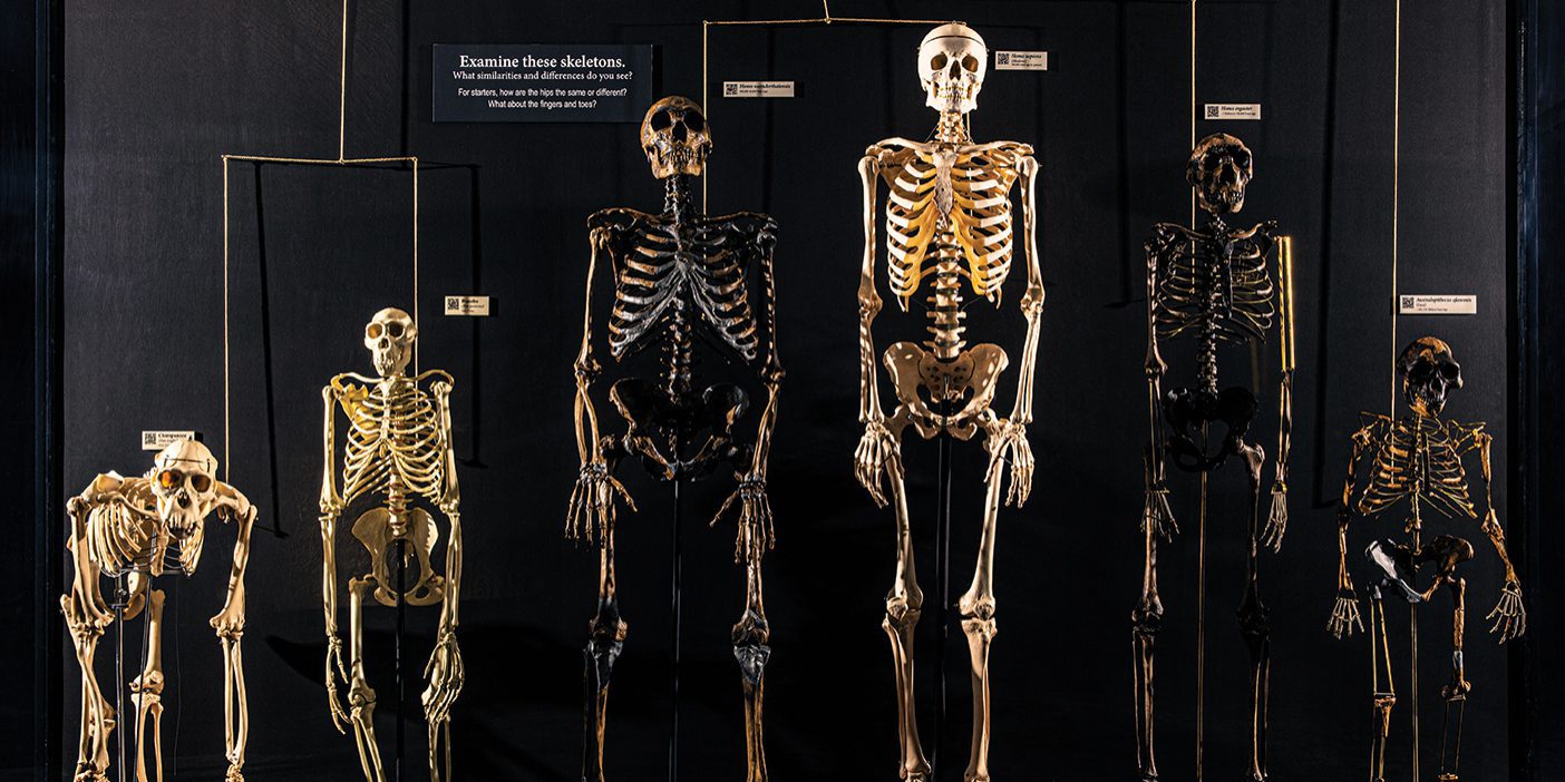 A row of skeletons that depict evolution standing on pedestals with labels.