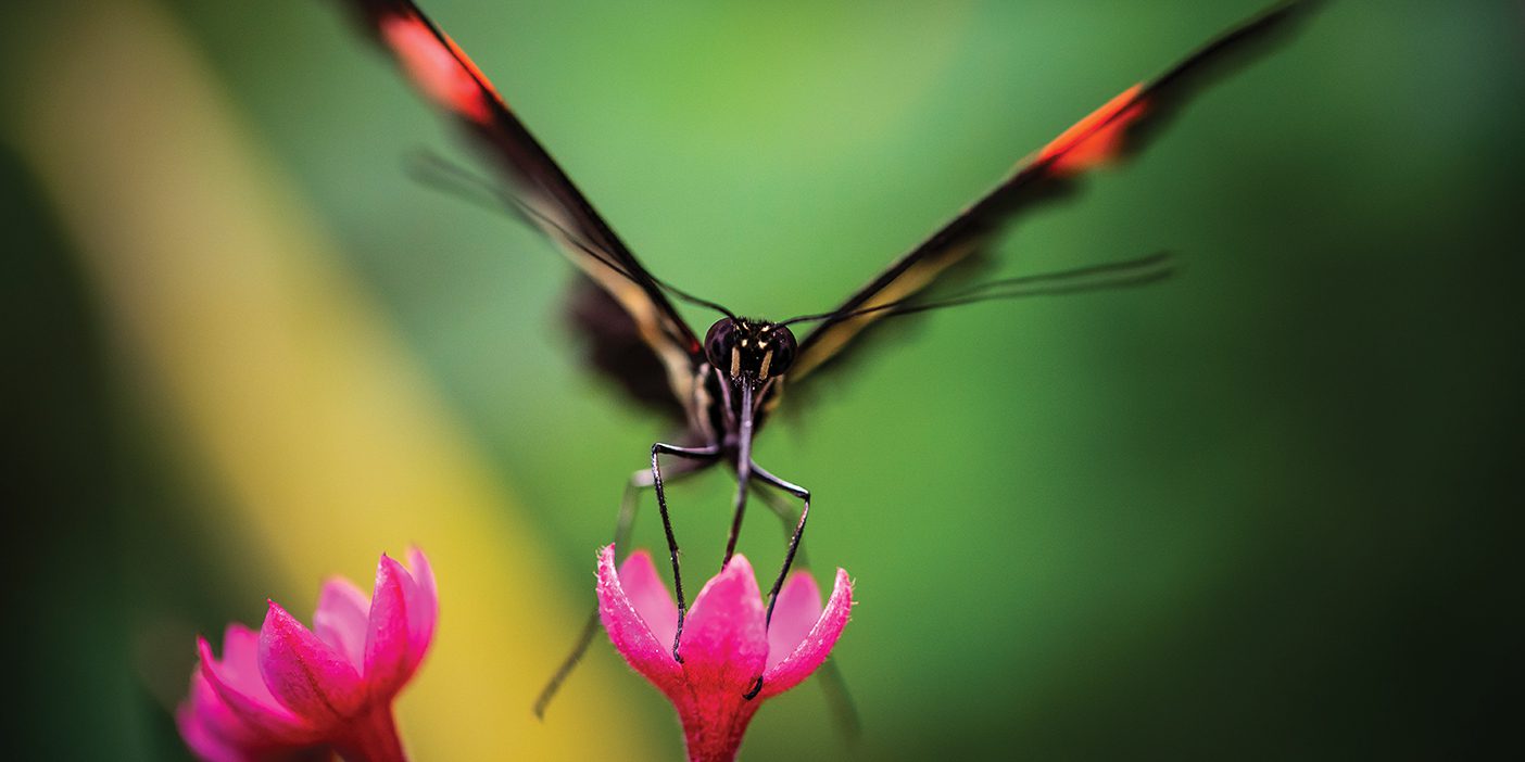 A butterfly lands on a flower in an extremely close-up image.