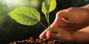 An adult and child plant a plant in the ground.