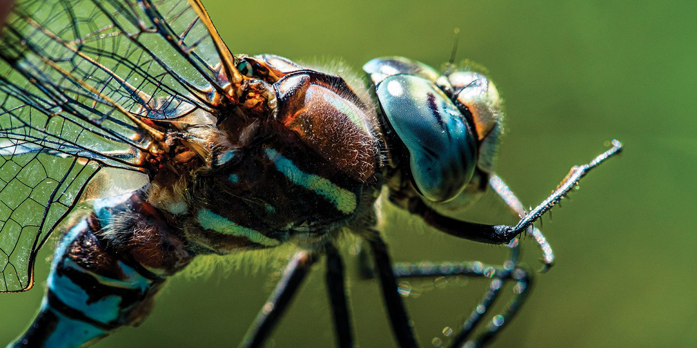 Closeup of a dragonfly