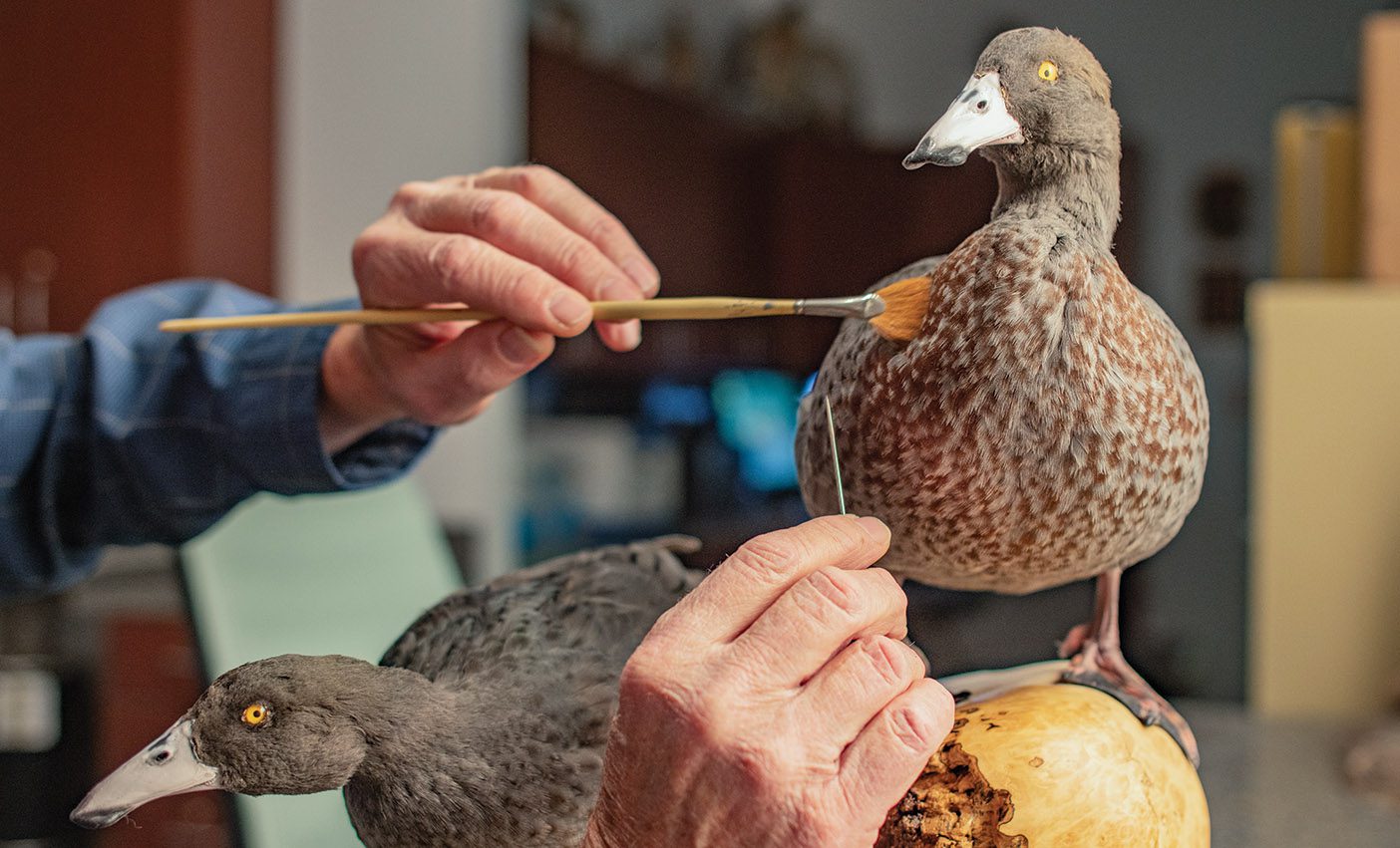 Taxidermy ducks being treated by a conservator.