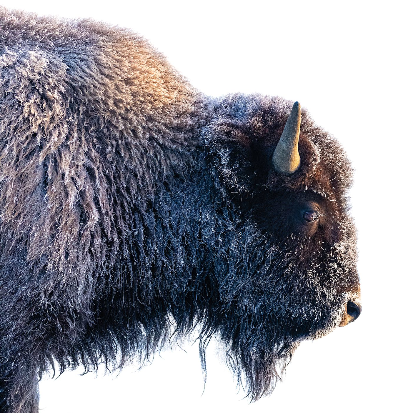 Side shot of a large bison from its neck up.