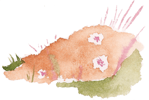 A watercolor illustration of a pink bush with white flowers.
