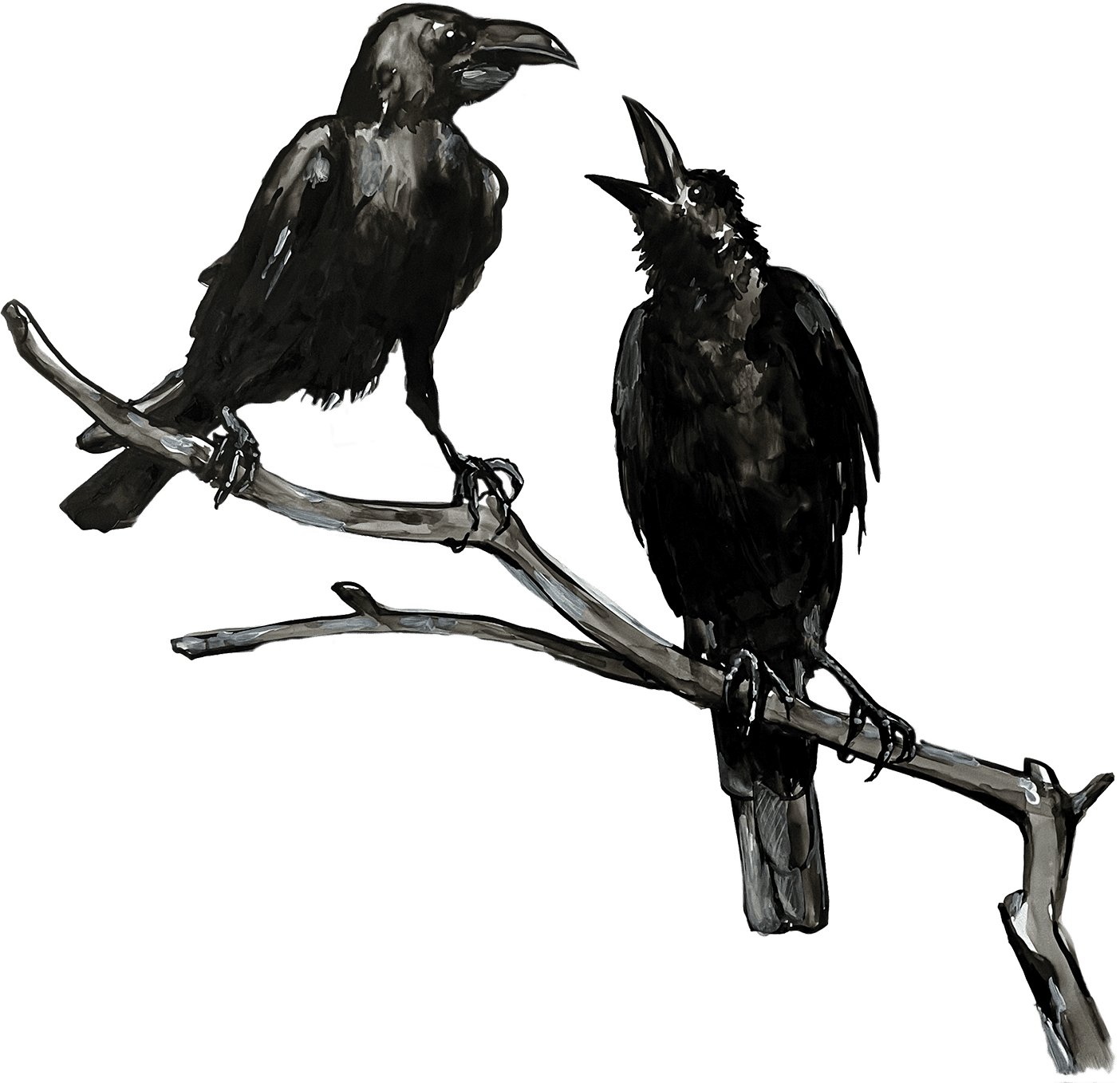 Illustration of two crows on a branch.