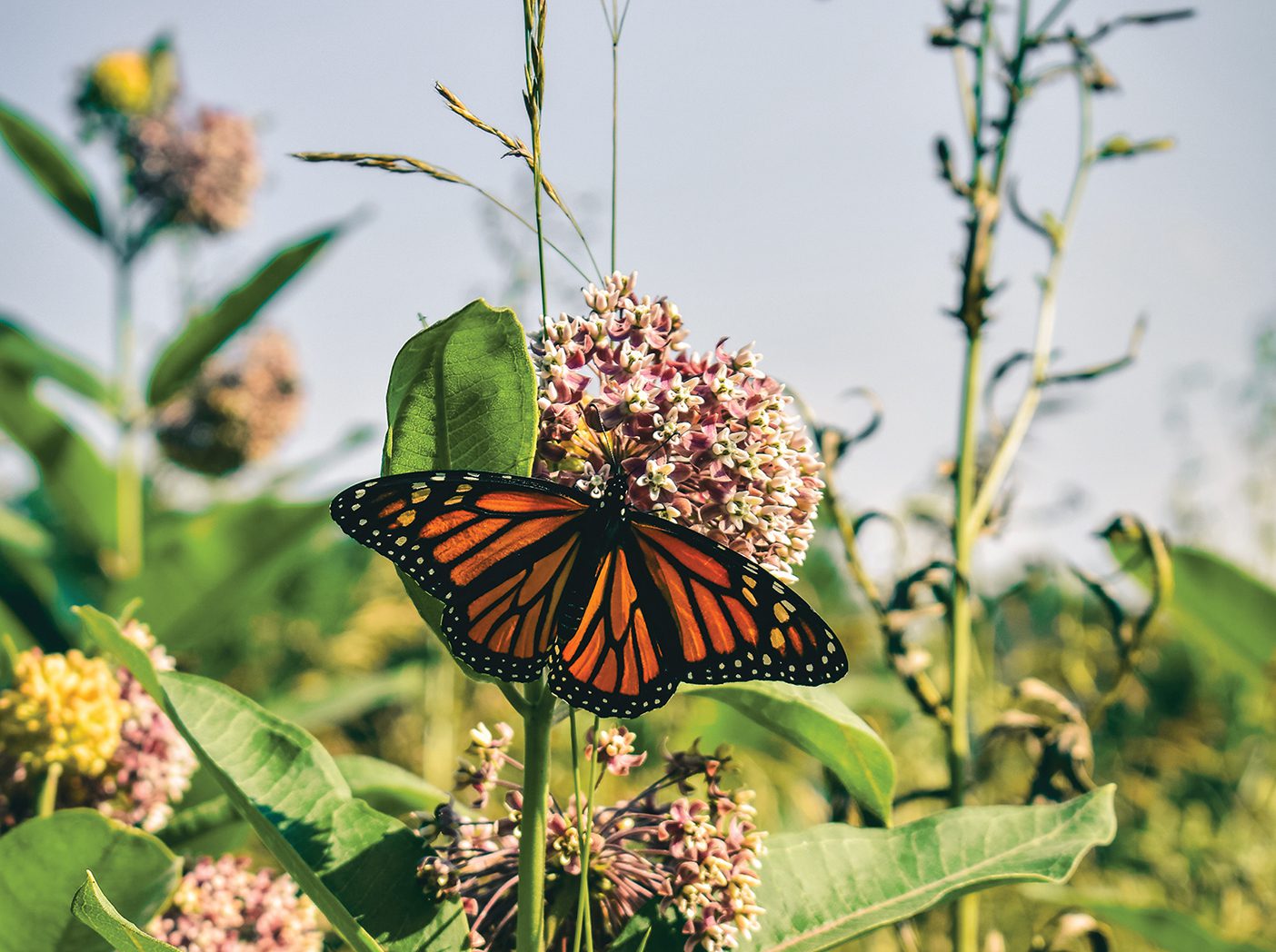 A Monarch butterfly sitting on a flower.