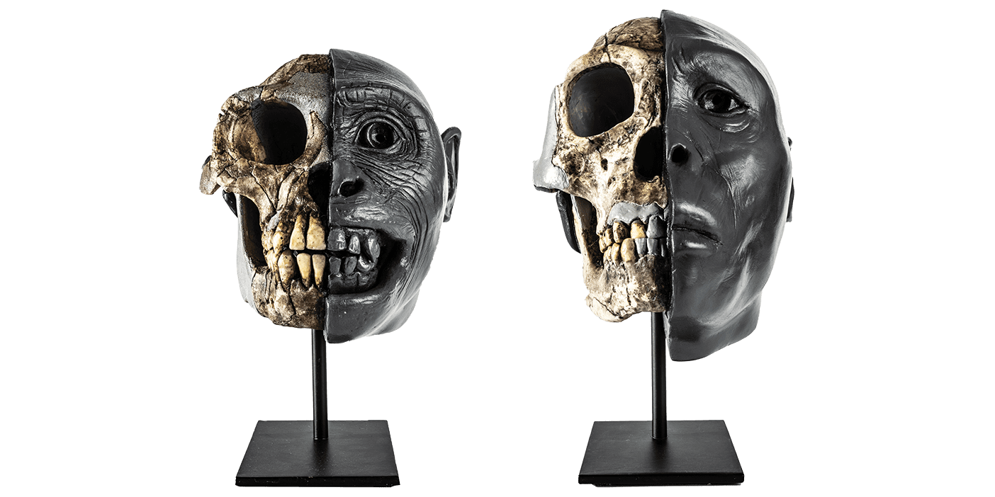 Two ancient skull replicas sit side by side on stands. The left side of their faces, each with a unique expression, is sculpted out of clay and painted dark gray.
