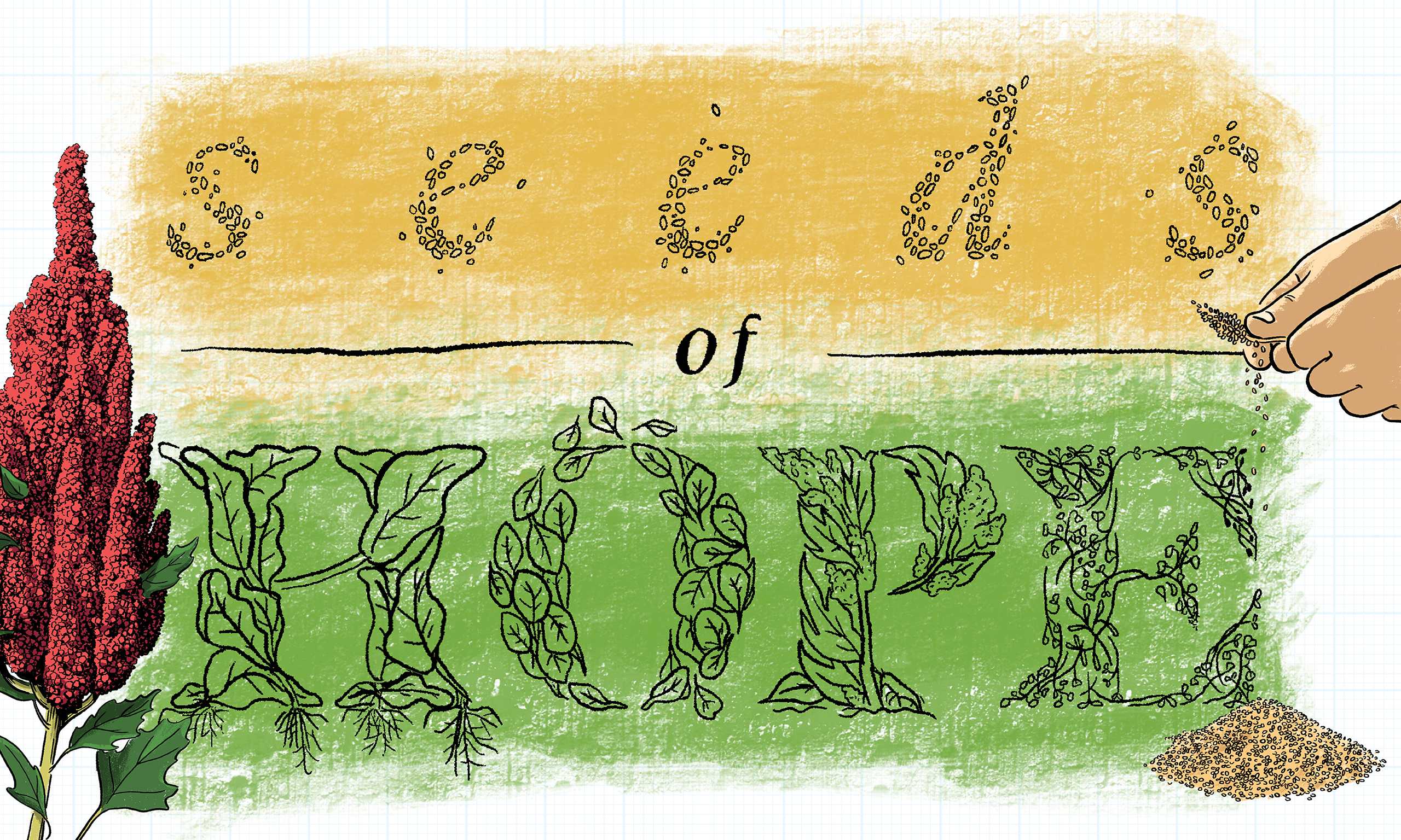 An illustration that reads, "Seeds of Hope" and has a quinoa plant on one side and hands harvesting quinoa seeds on the other.