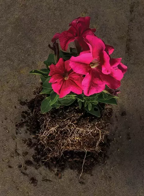 Petunia flower in a pile of dirt.