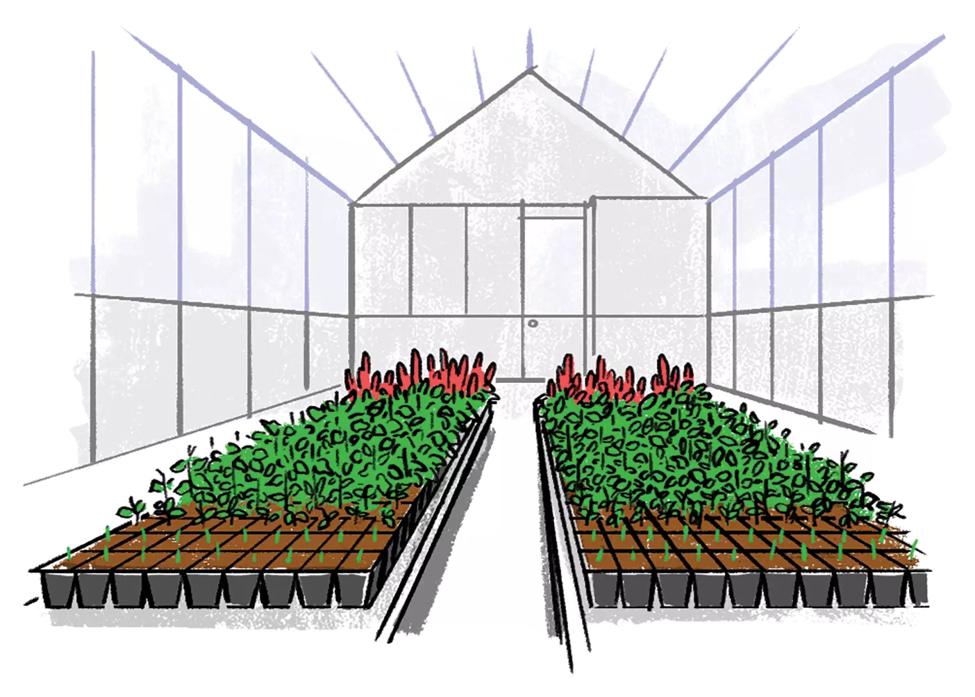 An illustration of quinoa growing in a greenhouse.