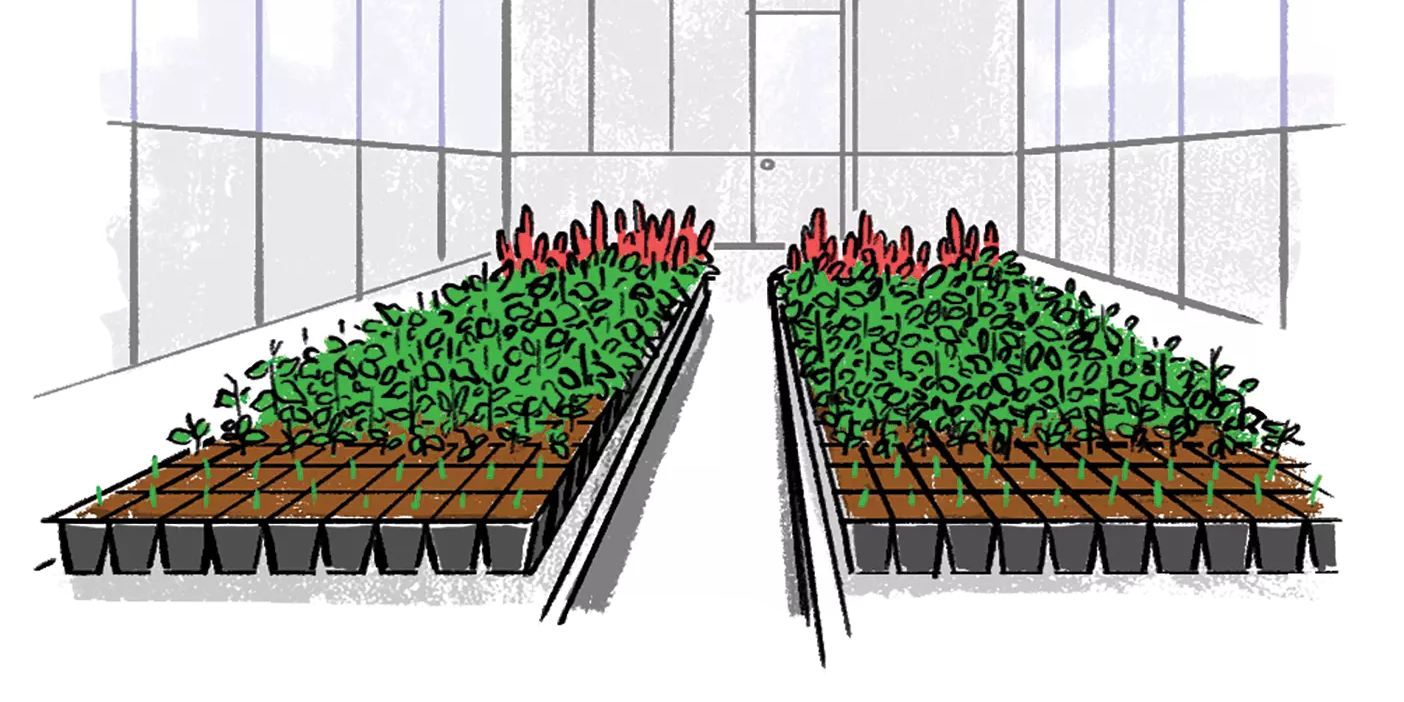 A greenhouse growing quinoa.