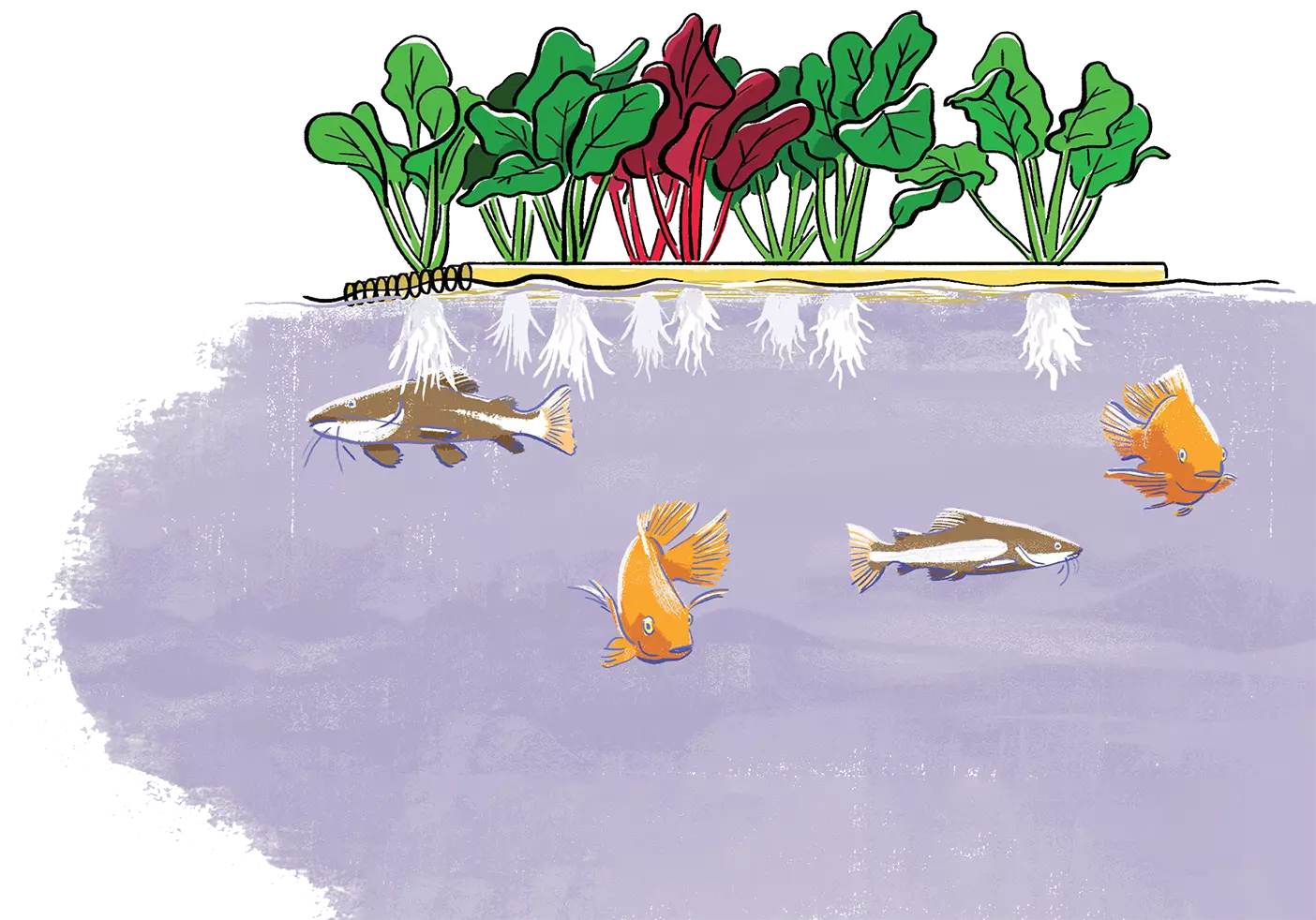 An illustration of an aquaponics system. Plants are growing on top of the water and fish are swimming underneath.