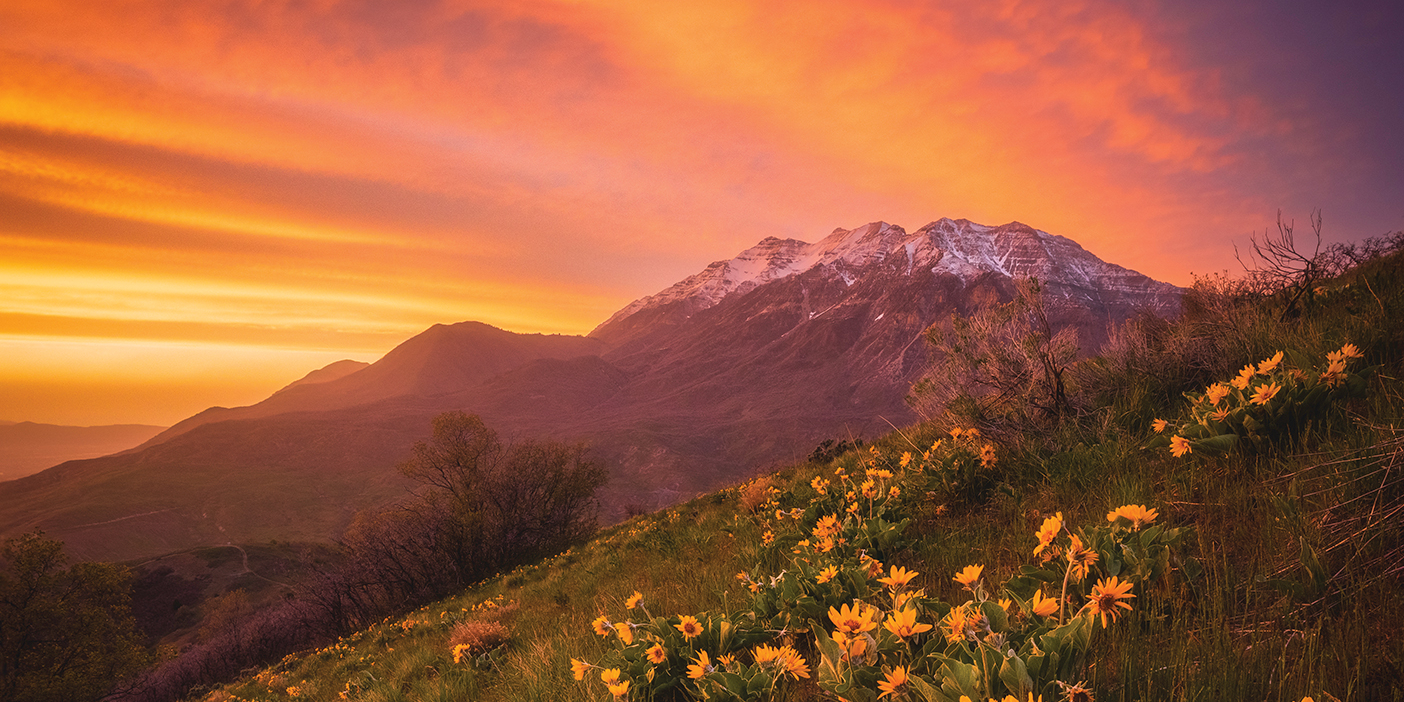A vibrant sunset over a snow-frosted peak and a mountainside of yellow wildflowers.