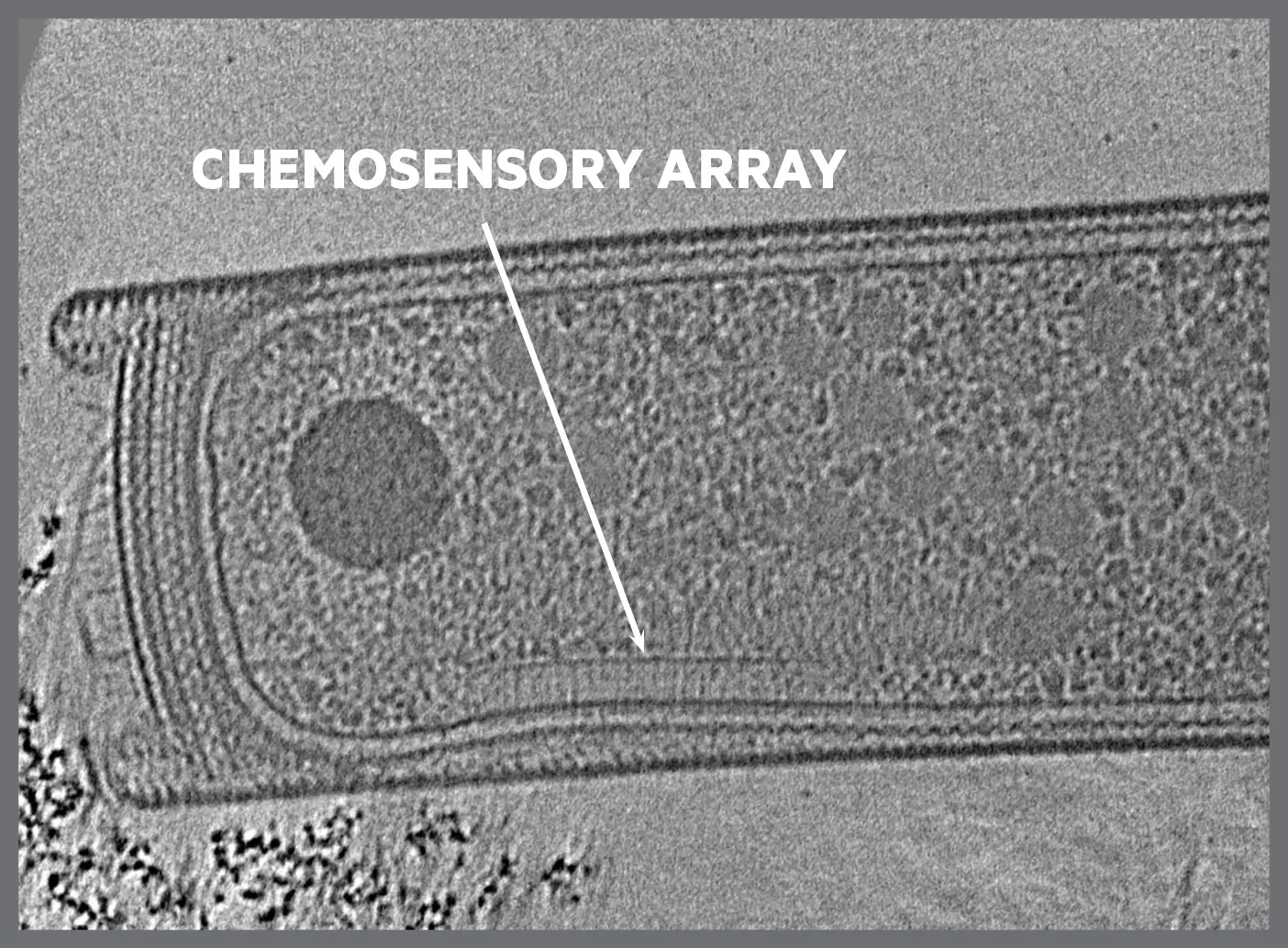 A black-and-white image of bacteria cell structures