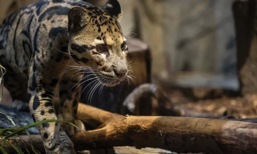 A clouded leopard pads gingerly through the forest.