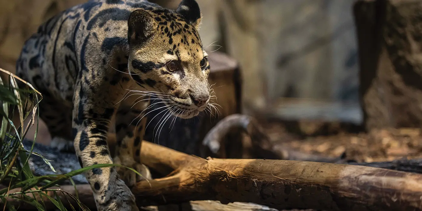 A clouded leopard pads gingerly through the forest.