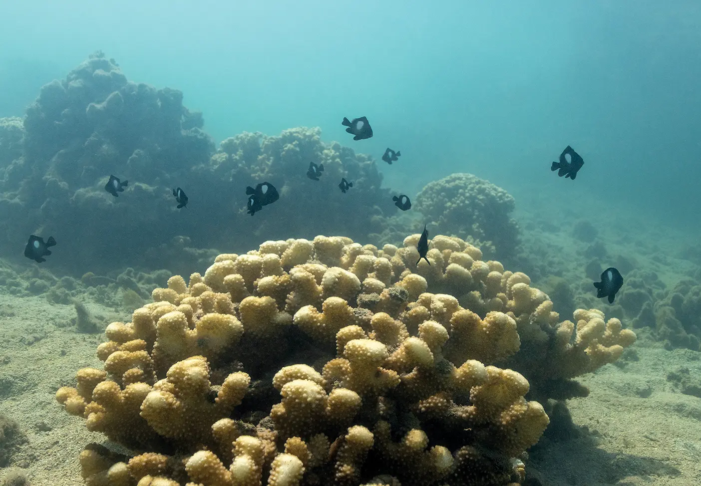 Coral with black and white fish.