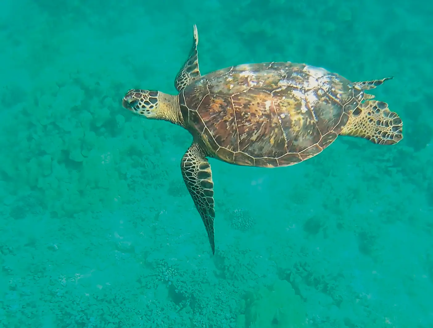 A sea turtle swimming near Molokai, Hawaii.