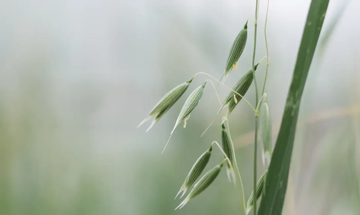 An oat plant in the BYU greenhouse grown by scientists who mapped the oat genome