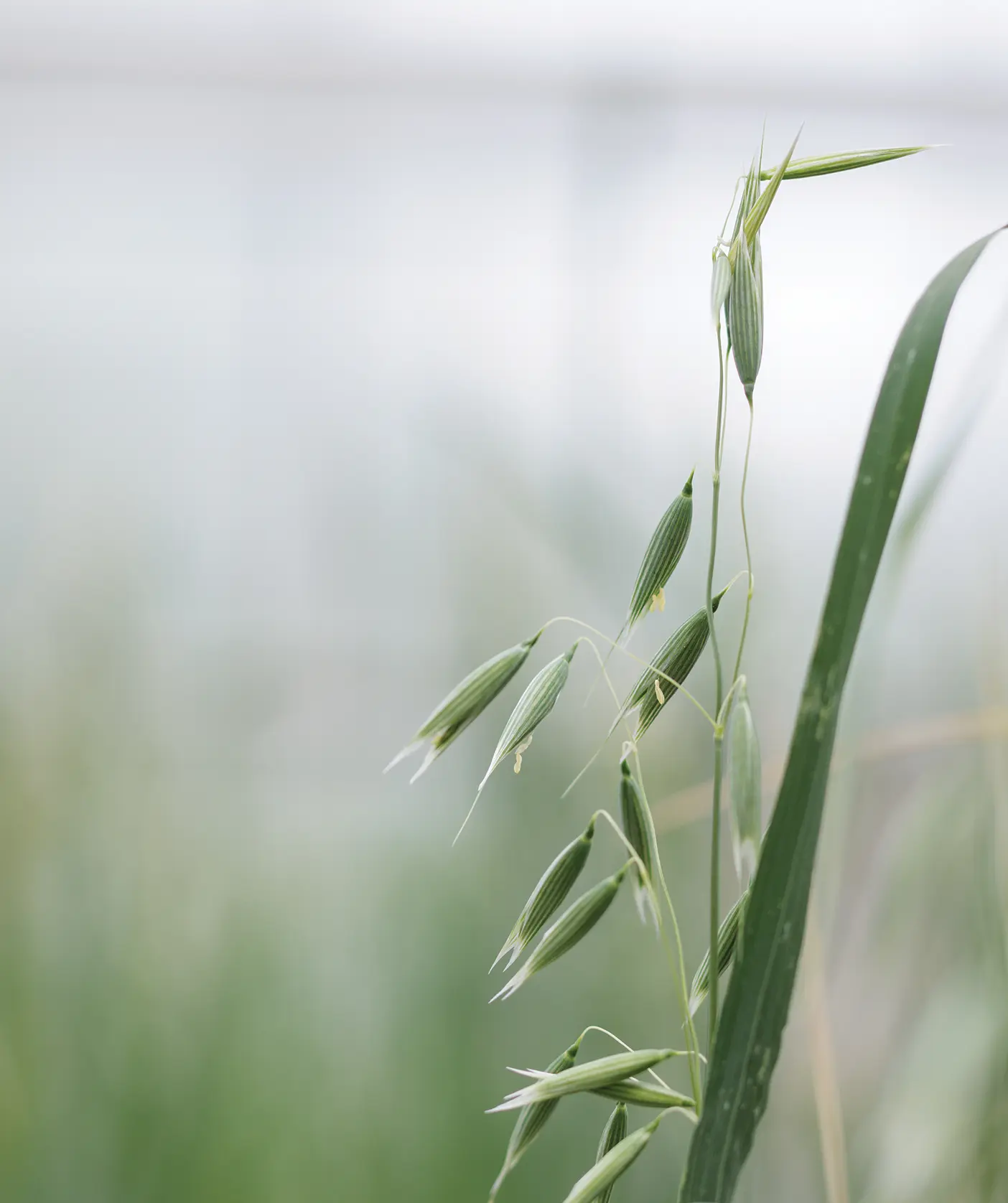 An oat plant in the BYU greenhouse grown by scientists who mapped the oat genome 