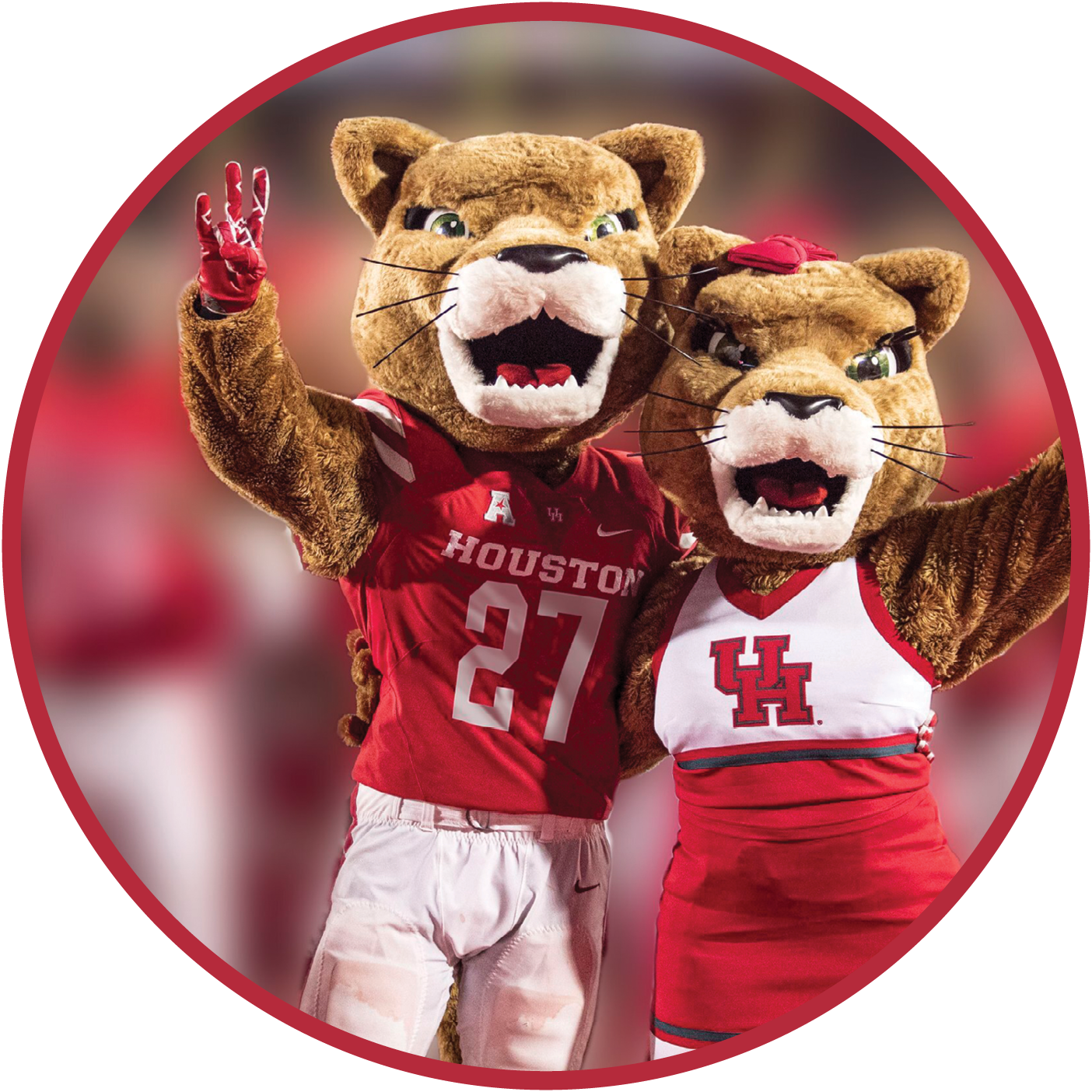 Sasha and Shasta, cougar mascots at the University of Houston.