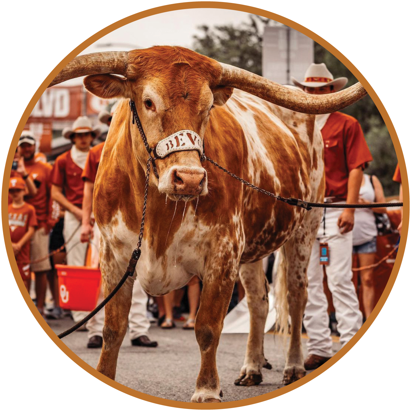 Bevo XV at University of Texas at Austin