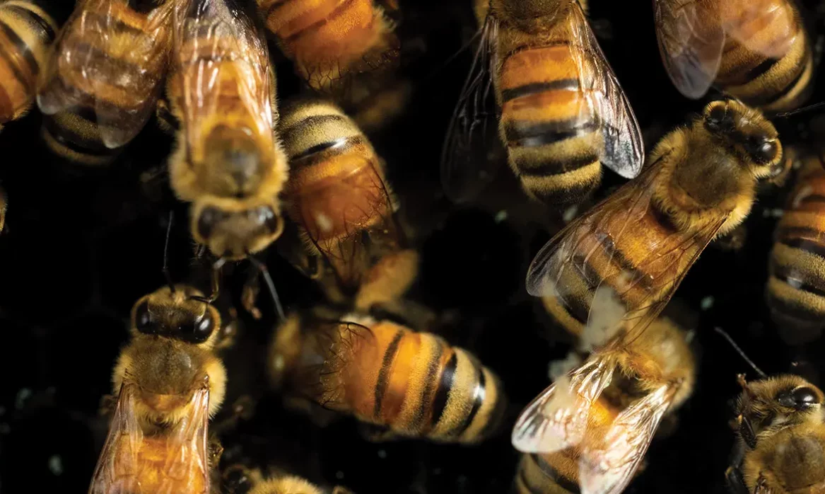 Bees crawl over each other in a tight, warmly lit space.