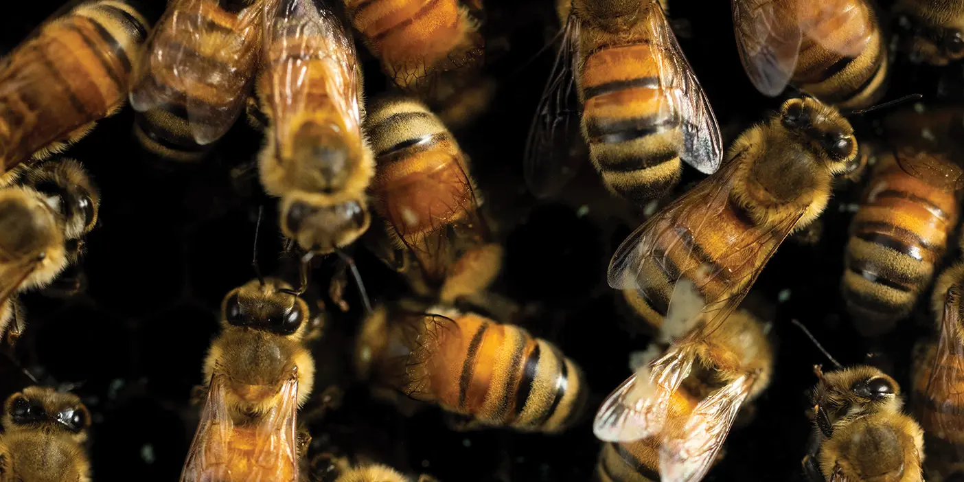 Bees crawl over each other in a tight, warmly lit space.