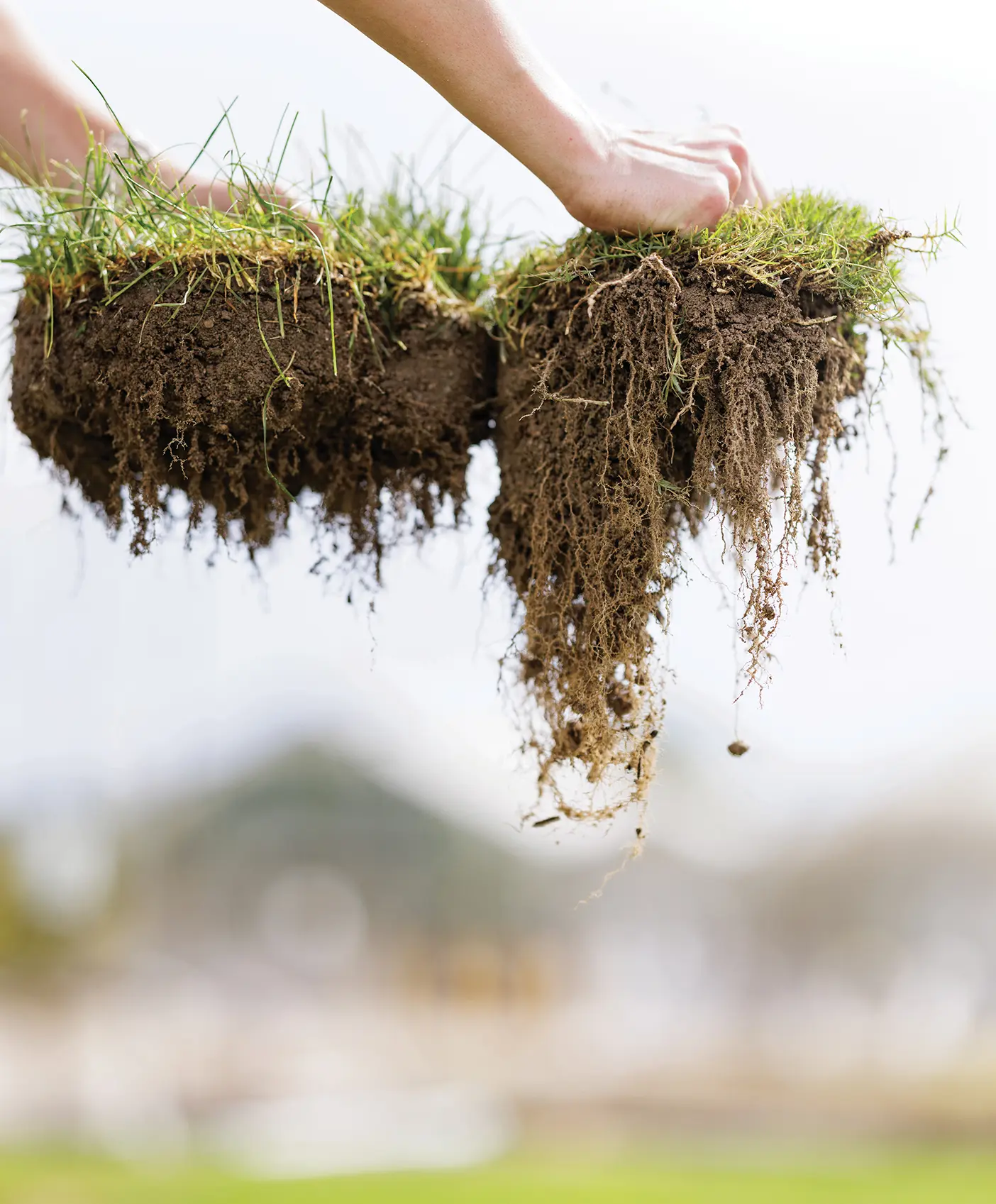 Two hands hold chunks of grass to compare hybrid bermudagrass.