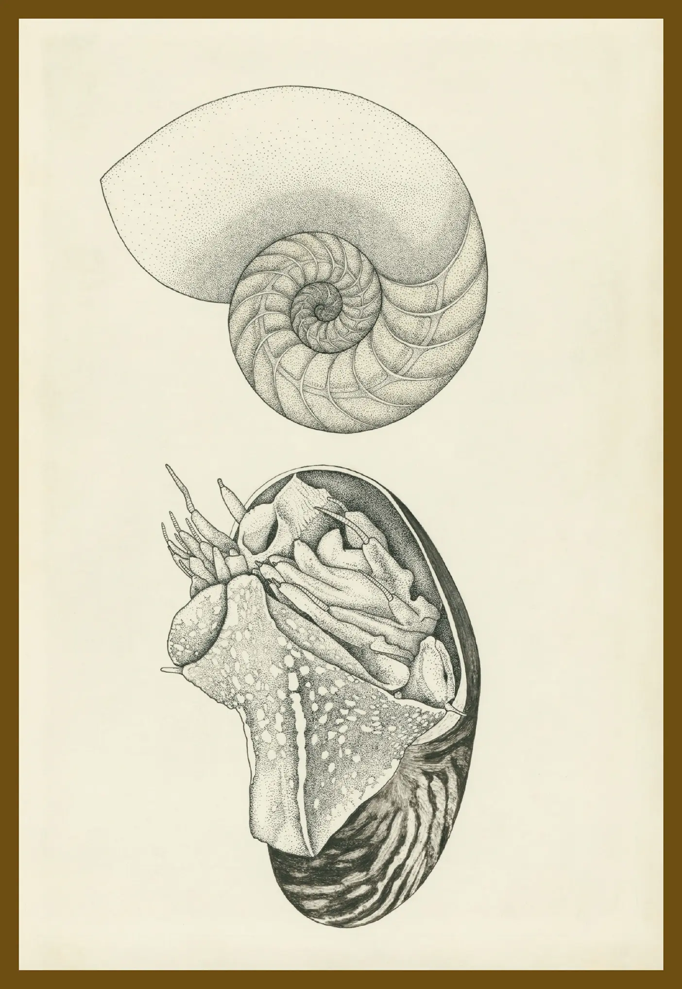 Two illustrations of seashells, created by drawing thousands of tiny graphite dots by marine biologist Lee Braithwaite.