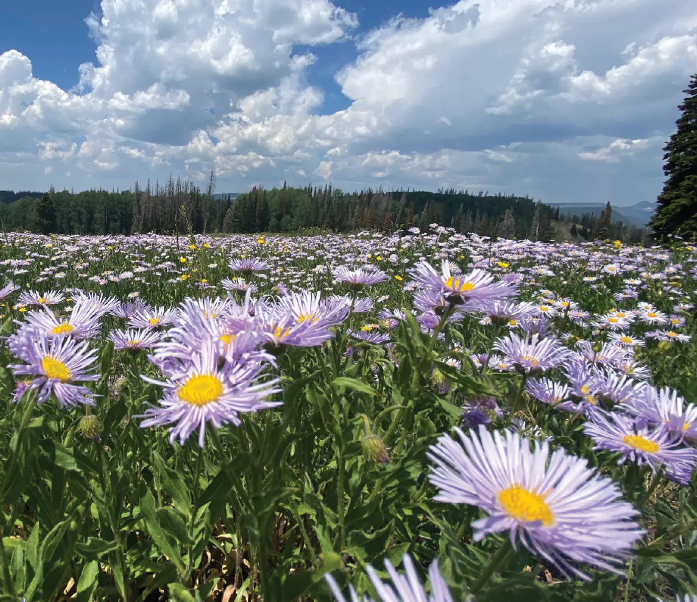 Meadow of wildflowers