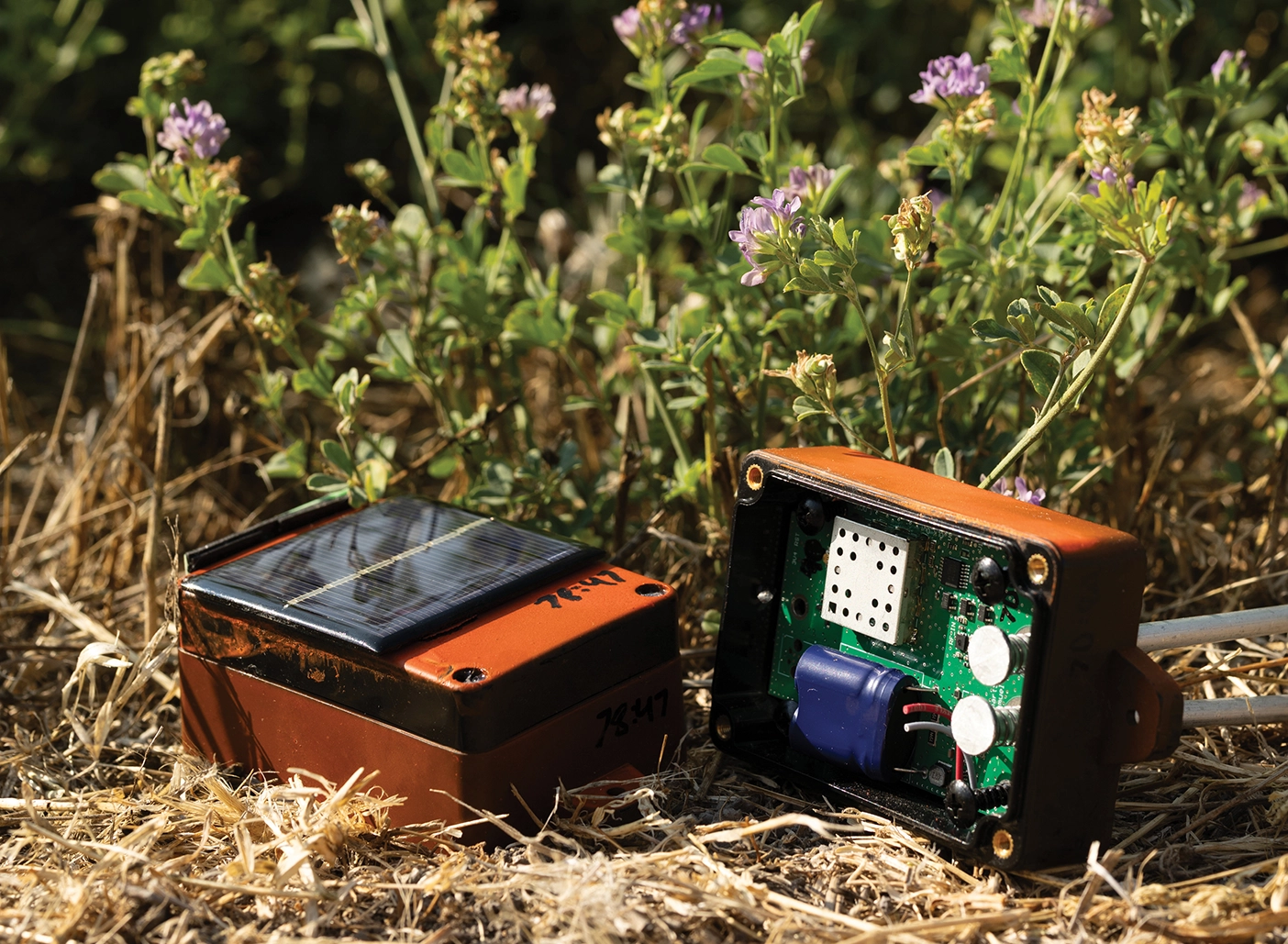 Smart bluetooth stakes in among crops.