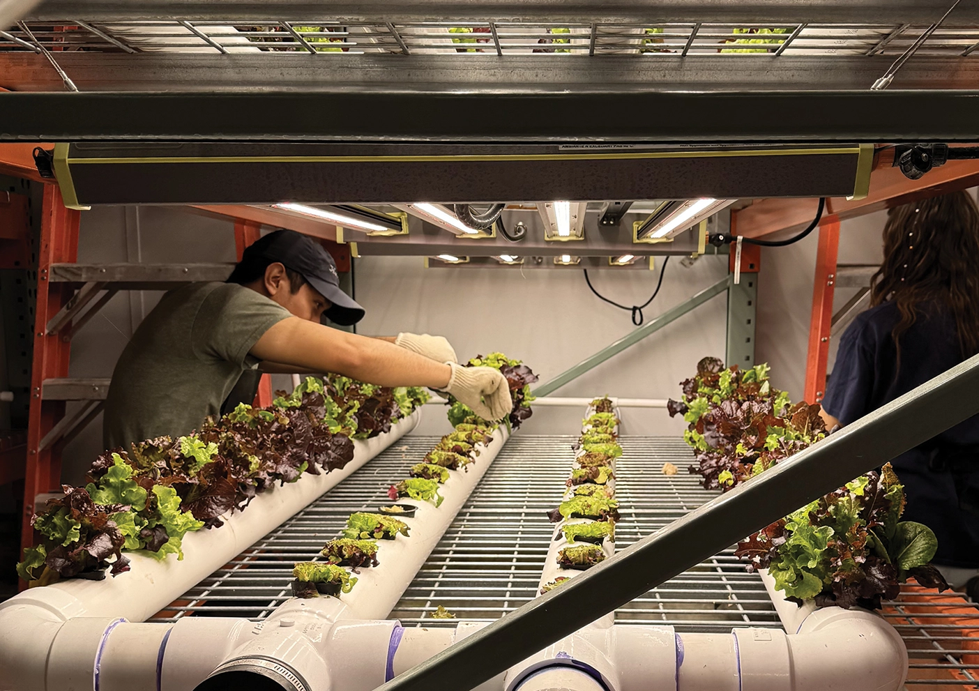 Food & Care Coalition hydroponics system
