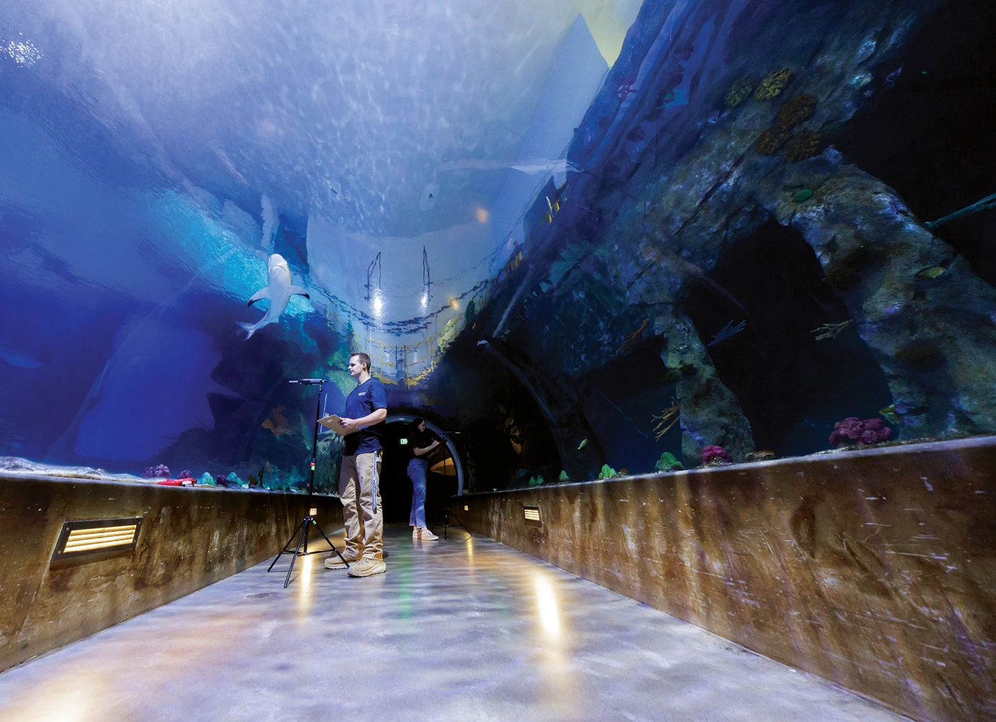A student studies sharks in an aquarium.