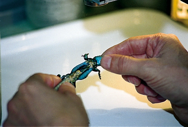 Close-up of a tiny lizard being gently held and examined in a person's hands.