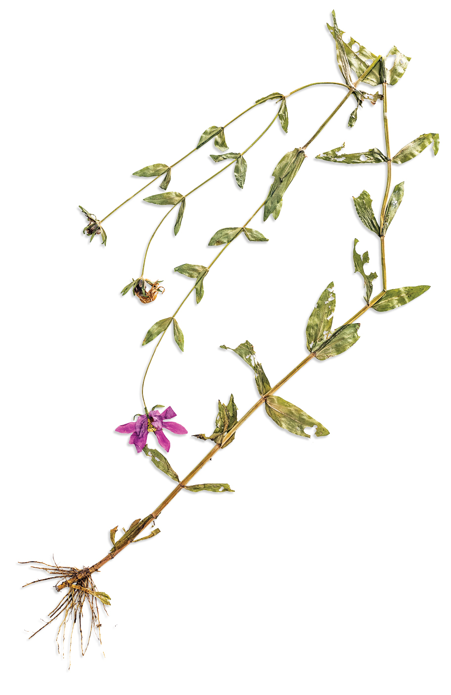 A pressing of several small pink flowers on a long, leafy stem with insect-made holes in them.