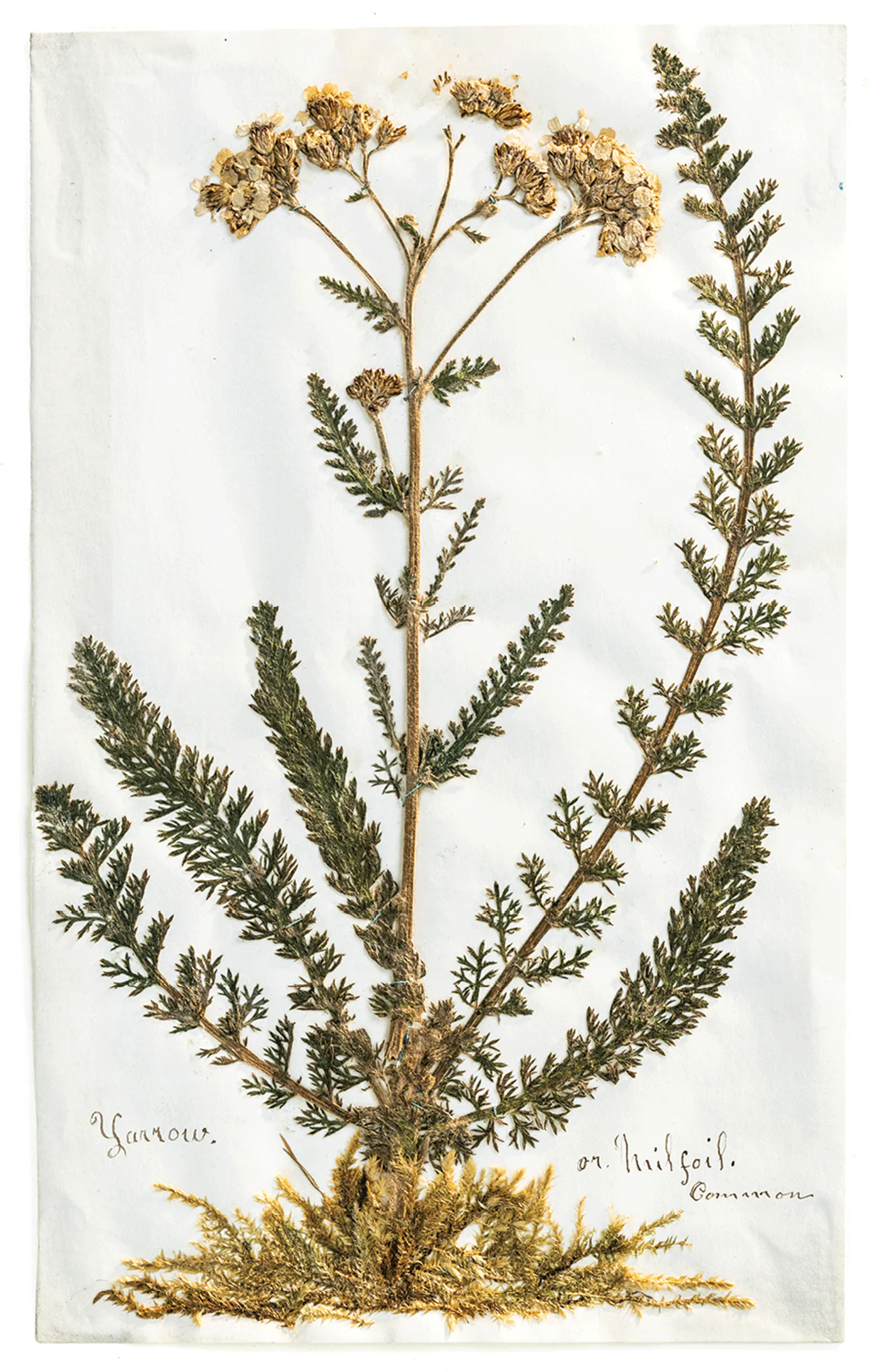 A pressing of a group of yellow flowers on a long leafy stem with several ferns extending from the moss-made base.