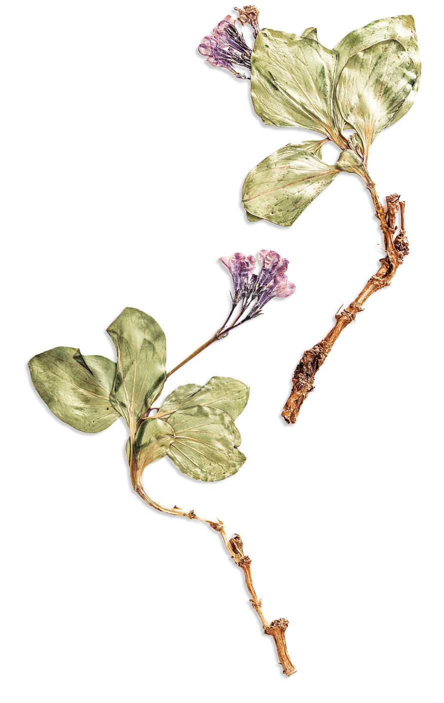 Small purple flowers whose petals are surrounded by large leaves.