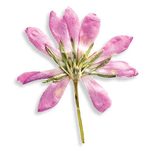 A small pink flower.